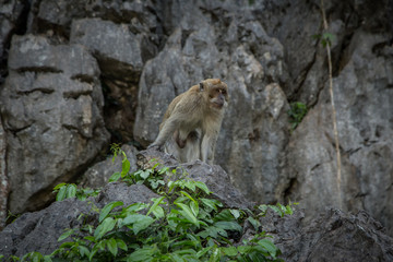Thai monkey