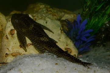 fish in the aquarium
