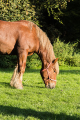 Naklejka na ściany i meble Draft horses in meadow in Belgium