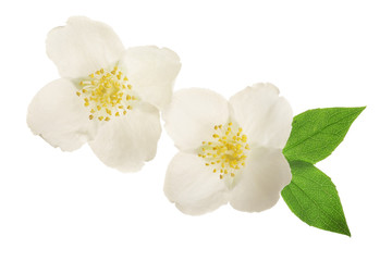 Naklejka na ściany i meble jasmine flower decorated with green leaves isolated on white background closeup