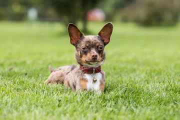 portrait of a Chihuahua dog from belgium