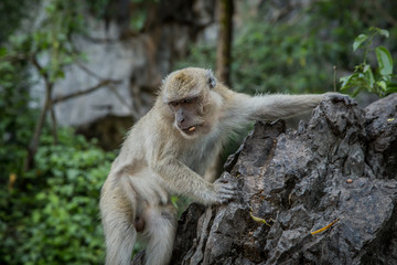 Naklejka na ściany i meble Thai monkey