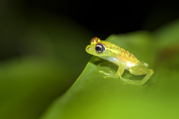 red dotted frog - Boophis bottae, beautiful nocturnal endemic frog from Madagascar forests,...