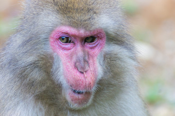 Native Japanese macaque Macaca fuscata with brown-grey fur, red face, and short tail; known as the snow monkey, seen in the Iwatayama monkey park located on the Arashiyama mountain near Kyoto, Japan