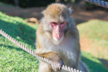 Native Japanese macaque Macaca fuscata with brown-grey fur, red face, and short tail; known as the snow monkey, seen in the Iwatayama monkey park located on the Arashiyama mountain near Kyoto, Japan