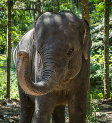  baby elephant