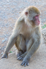 Native Japanese macaque Macaca fuscata with brown-grey fur, red face, and short tail; known as the snow monkey, seen in the Iwatayama monkey park located on the Arashiyama mountain near Kyoto, Japan