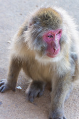 Native Japanese macaque Macaca fuscata with brown-grey fur, red face, and short tail; known as the snow monkey, seen in the Iwatayama monkey park located on the Arashiyama mountain near Kyoto, Japan