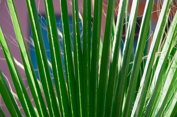 Obraz premium a green branch of a palm tree lit by the sun, against a blue window