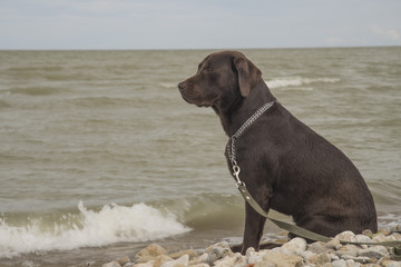 Labrador looks at the sea