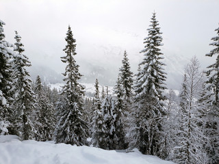 Fototapeta na wymiar Forest snow