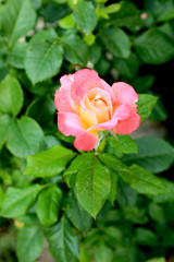 rose, flower, pink, garden, red, nature, green, beauty, love, plant, beautiful, flowers, roses, flora, blossom, leaf, petal, bloom, floral, summer, spring, bud, isolated, bouquet, bush