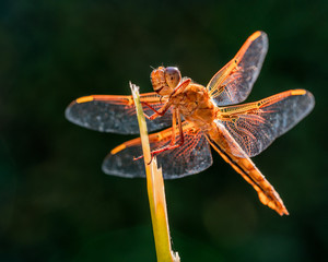 Dragonfly