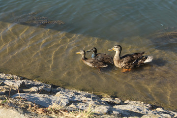 cane et canetons dans l'eau