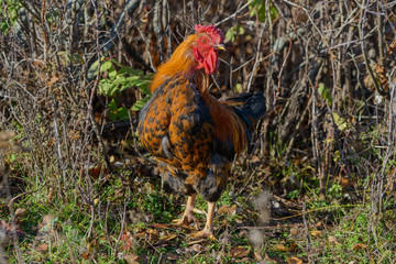 bright handsome proud brown cock on the lawn