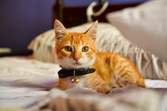 Milo