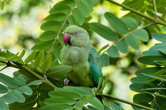 Green parakeet on green acacia looking into camera