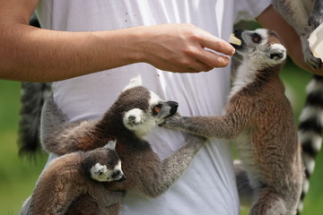 lemuren affen fütern