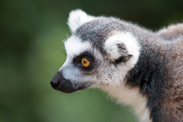 Naklejka na ściany i meble Ring-tailed lemur