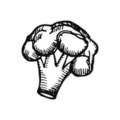 broccoli sketch isolated on white background