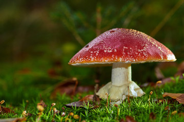 Fliegenpiltz im Wald