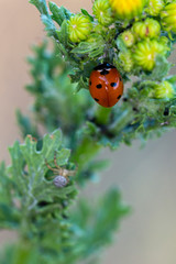 Ladybug and spider lurking.