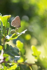 butterfly on a flower