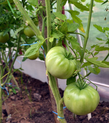 harvest unripe green large tomatoes in the greenhouse in the garden in the summer