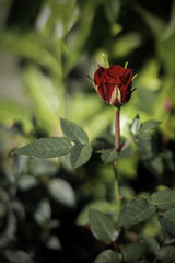 Obraz premium small red rose