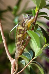 Color Yemeni chameleon - (Chamaeleo calyptratus) is a kind of big chameleon.