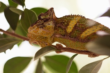 Color Yemeni chameleon - (Chamaeleo calyptratus) is a kind of big chameleon.