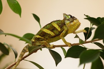 Color Yemeni chameleon - (Chamaeleo calyptratus) is a kind of big chameleon.