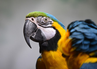 macaw