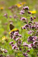 A brown white color butterfly sitting on a flower