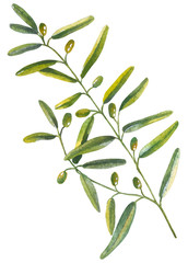 The branch of the green olive is painted in watercolor