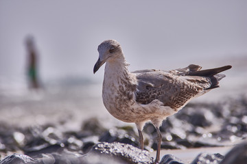 möve mit Person im hintergrund