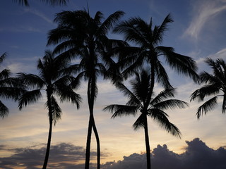 Fototapeta na wymiar tropical palm trees silhouette during sunset in hawaii