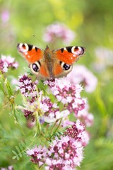 A brown white color butterfly sitting on a flower
