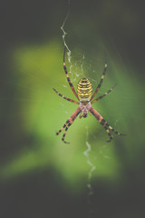 araignée seule jaune et noire et rouge sur sa toile en gros plan en été sur fonds vert