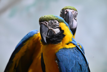 macaw