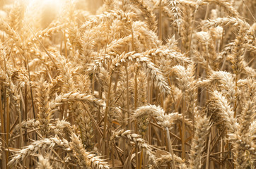 Close up of golden summer sunny wheat field