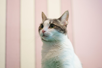 Home sweet fluffy cat is sitting in a cozy room and wants to be patted by the owner