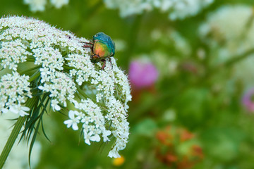 käfer auf Blume