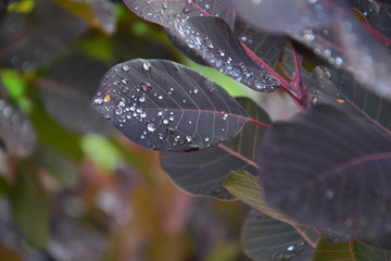 Bordowy liść z kroplami deszczu