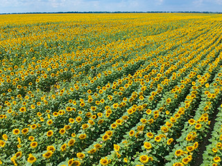 Fototapeta premium field of sunflowers from a height. Field of sunflowers top view