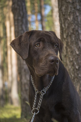 brown labrador puppy