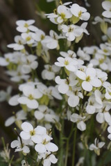 Spokój małych białych kwiatuszków - obrazy, fototapety, plakaty