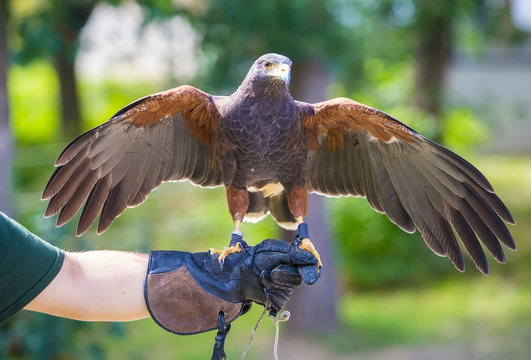 Harris's hawk bird of prey on hand
