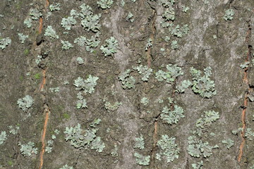 bark, ground, soil, mud, crack, bark, tree, background, design, originality, creative, creativity, macro, abstract, detail, textured, moss, old, daisy, illustration, backdrop, abstraction, graphics