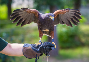 Harris's hawk bird of prey on hand
